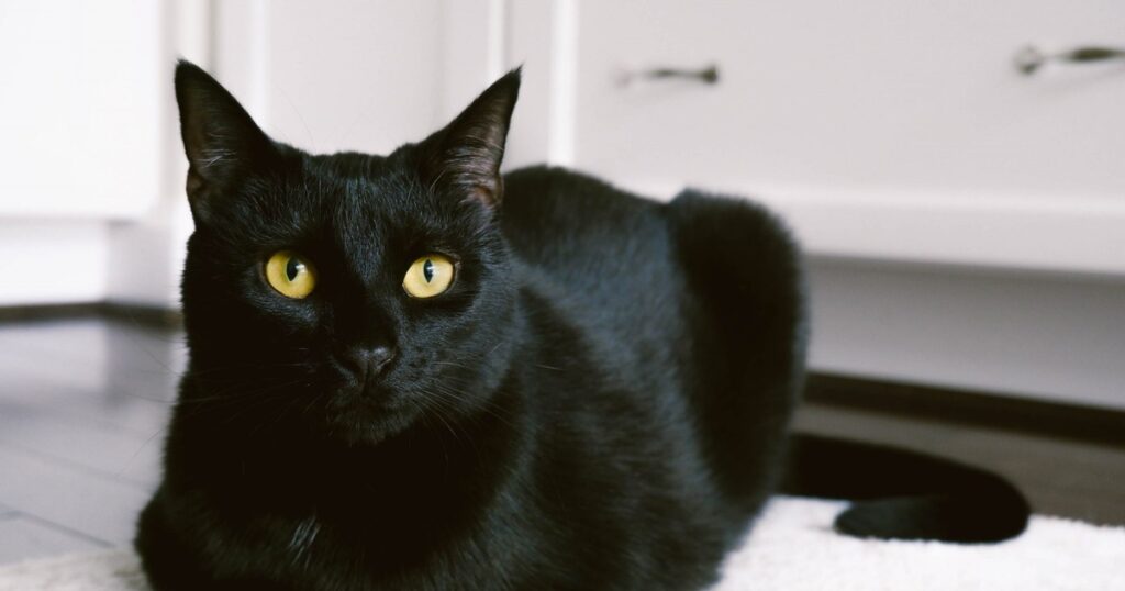 Nằm mơ thấy mèo đen là một giấc mơ liên quan đến yếu tố tâm linh cực lớn