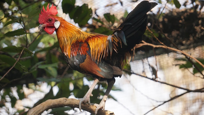 Cách thuần hóa gà rừng thuần chủng