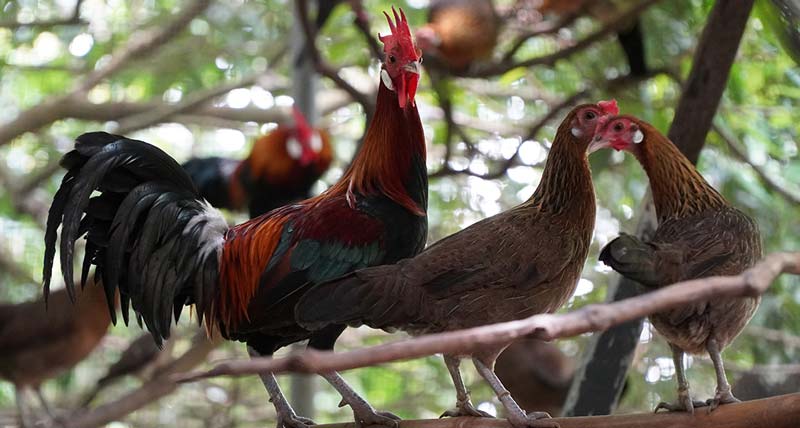 Cách thuần hóa gà rừng thuần chủng