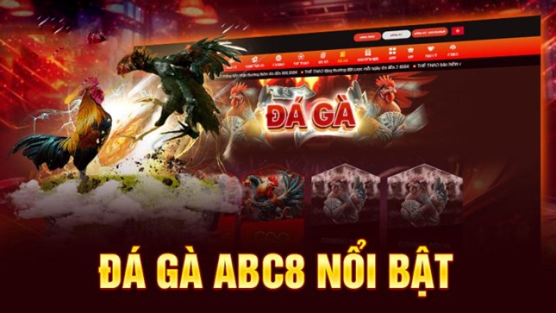 Vì sao nên trải nghiệm đá gà abc8?
